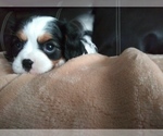 Small Photo #128 Cavalier King Charles Spaniel Puppy For Sale in HOWLAND, OH, USA
