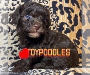 Father of the Poodle (Toy) puppies born on 02/01/2025