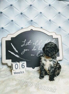 Medium Photo #1 Aussiedoodle Puppy For Sale in DOGWOOD CITY, TX, USA