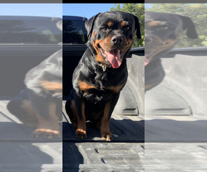 Mother of the Rottweiler puppies born on 07/21/2023