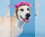 Small #8 Great Dane-Labrador Retriever Mix