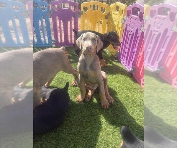 Medium Photo #25 Doberman Pinscher Puppy For Sale in HESPERIA, CA, USA