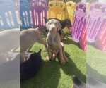 Small #24 Doberman Pinscher
