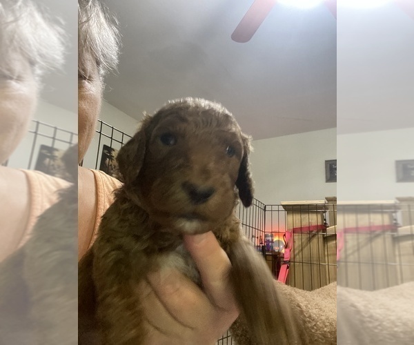 Medium Photo #1 Poodle (Standard) Puppy For Sale in BARTLETT, TX, USA