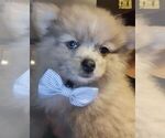 Puppy 5 Pomeranian