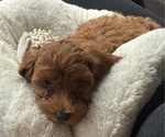 Small #3 Maltipoo