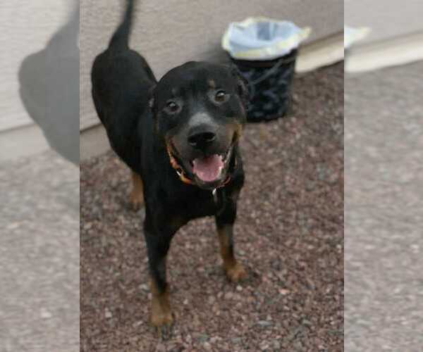 Medium Photo #2 Rottweiler Puppy For Sale in Gilbert, AZ, USA