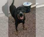 Small #1 Rottweiler