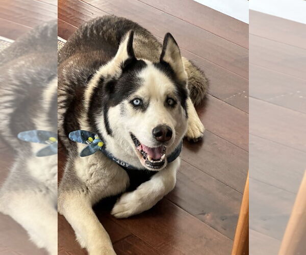 Medium Photo #6 Siberian Husky Puppy For Sale in Salinas, CA, USA