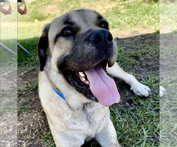 Medium Photo #5 Mastiff Puppy For Sale in Goodyear, AZ, USA