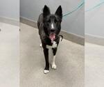 Small Siberian Husky Mix