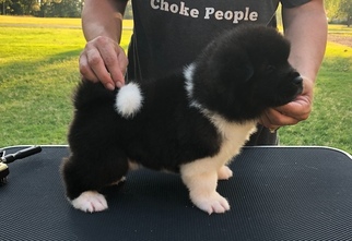 Akita Puppy for sale in WILLS POINT, TX, USA