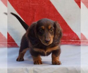 Dachshund Puppy for sale in HONEY BROOK, PA, USA