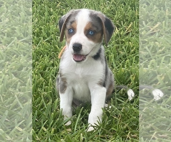 Medium Photo #1 Australian Shepherd-Beagle Mix Puppy For Sale in ROSHARON, TX, USA