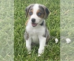 Small Photo #1 Australian Shepherd-Beagle Mix Puppy For Sale in ROSHARON, TX, USA