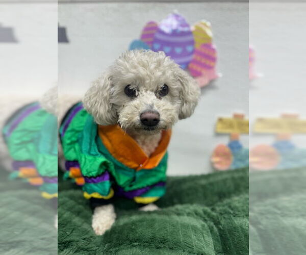 Medium Photo #1 Bichon Frise Puppy For Sale in Mukwonago, WI, USA