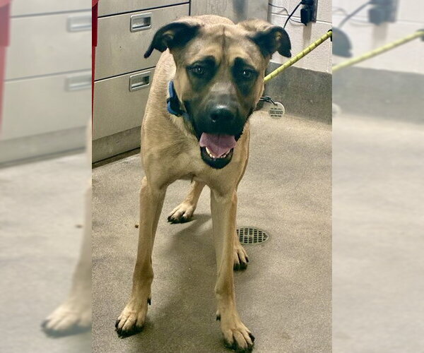 Medium Photo #1 German Shepherd Dog-Mastiff Mix Puppy For Sale in Forestville, MD, USA