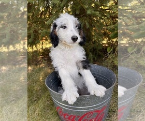 Bernedoodle (Miniature) Puppy for sale in MIDDLEBURY, IN, USA