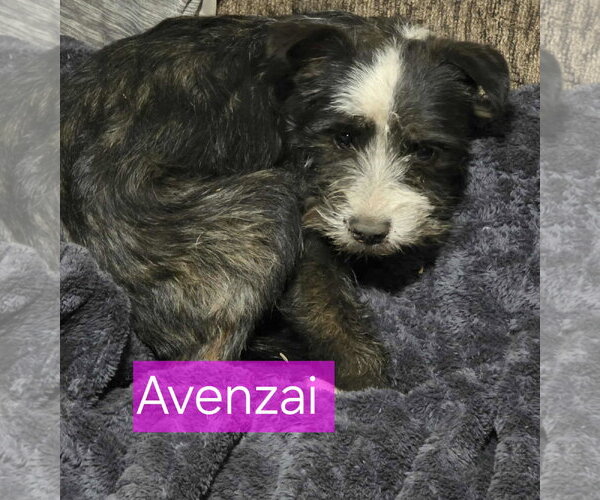 Medium Photo #10 Mutt Puppy For Sale in Minneapolis, MN, USA