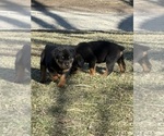 Small #1 Rottweiler