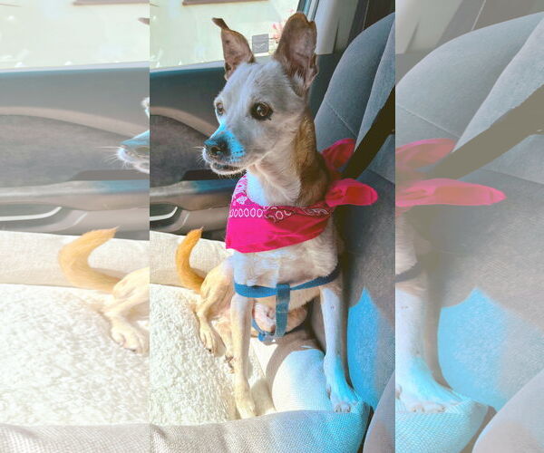 Medium Photo #2 Chihuahua-Unknown Mix Puppy For Sale in Ventura, CA, USA