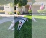 Small Photo #12 Dogo Argentino Puppy For Sale in MODESTO, CA, USA