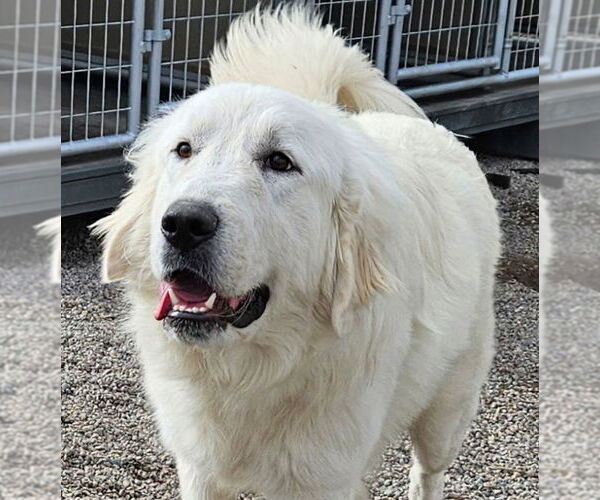 Medium Photo #2 Great Pyrenees-Unknown Mix Puppy For Sale in Missoula, MT, USA
