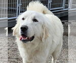 Small #1 Great Pyrenees Mix