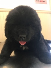Newfoundland Puppy for sale in NORWOOD, NY, USA