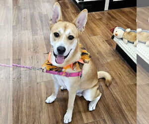 Carolina Dog Dogs for adoption in Tampa, FL, USA
