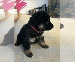 Small Photo #8 German Shepherd Dog Puppy For Sale in ROCKFIELD, KY, USA