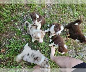 Australian Shepherd Litter for sale in FLEMINGSBURG, KY, USA