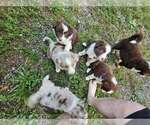 Small Australian Shepherd