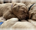 Puppy Cora Golden Retriever