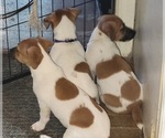 Litter of 3 - Male Russell TerrierLitter of Puppies for Sale - Photo #5