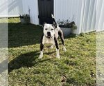 Small Photo #5 Bulldog-Unknown Mix Puppy For Sale in Cape May, NJ, USA
