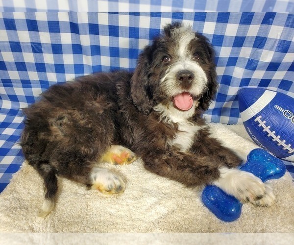 Medium Photo #2 Bernedoodle Puppy For Sale in BLACK FOREST, CO, USA