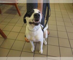 American Pit Bull Terrier-Unknown Mix Dogs for adoption in Ocala, FL, USA