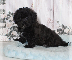 Shih-Poo Puppy for sale in PENNS CREEK, PA, USA