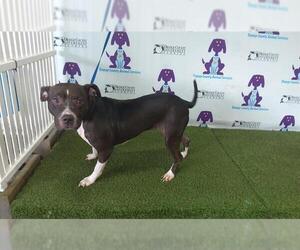 American Pit Bull Terrier Dogs for adoption in Orlando, FL, USA