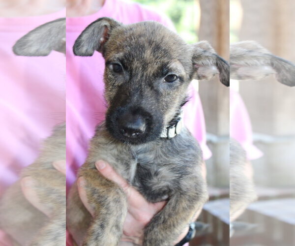 Medium Photo #3 Mutt Puppy For Sale in Prattville, AL, USA