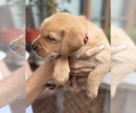 Small #2 Labrador Retriever