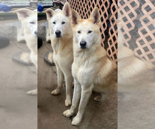 Medium Photo #3 Siberian Husky-Unknown Mix Puppy For Sale in Newport Beach, CA, USA