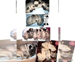 Small Photo #12 Pug Puppy For Sale in MINERAL RIDGE, OH, USA
