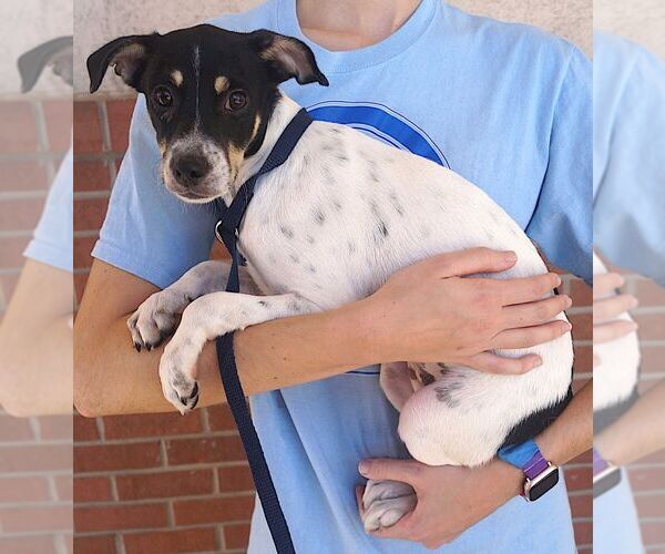 Medium Photo #2 Jack Russell Terrier Puppy For Sale in Carrollton, TX, USA