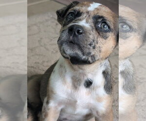 Catahoula Leopard Dog-Unknown Mix Dogs for adoption in Holly Springs, NC, USA