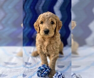 Goldendoodle Puppy for sale in BATTLE GROUND, WA, USA