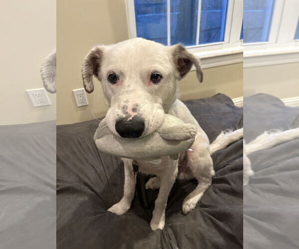 Medium Photo #2 Aussiedor Puppy For Sale in Hillsboro, MO, USA