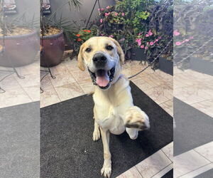 Scooby - Male Great Dane-Unknown Mix Dog for Adoption - Photo #3