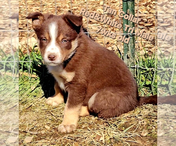 Medium Photo #65 Border Collie Puppy For Sale in BYBEE, TN, USA